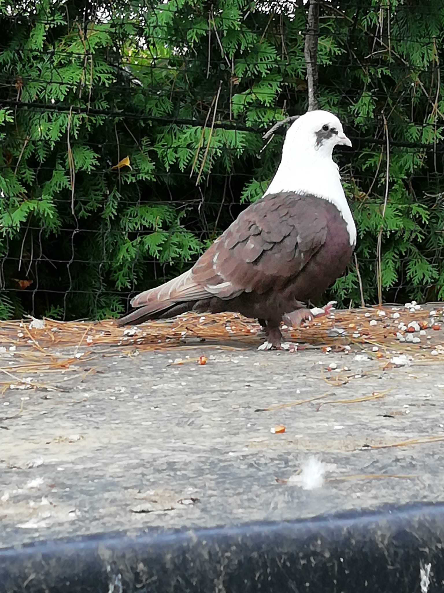 1708541777Schiras Tauben 1.jpeg